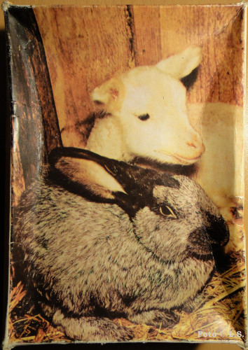 Kaninchen und Schäfchen Karton1.jpg